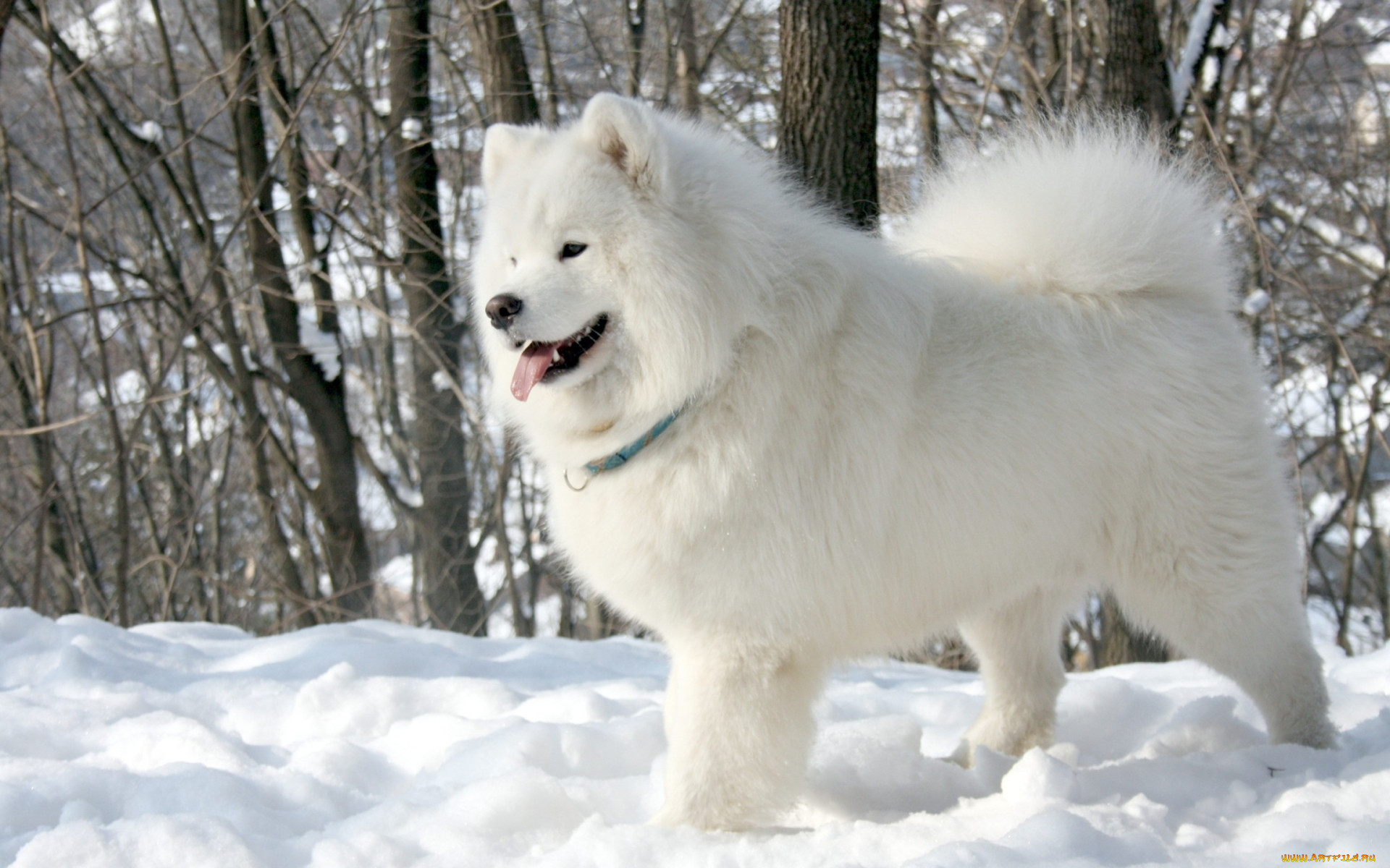 , , , , , samoyed, , , 